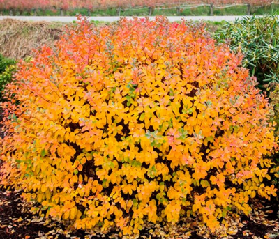 Spirea, gyönyörű ötletek a kertben