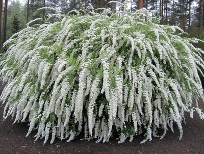 Spirea, idei frumoase pentru grădină