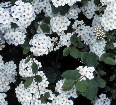 Spirea, idei frumoase pentru grădină