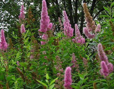 Spirea, idei frumoase pentru grădină