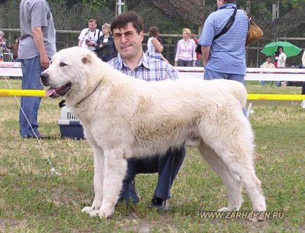 Ciobanesc din Asia Centrală (Alabai, tobet, cazac-it, chopan-it, lupul turkmen) - sursă