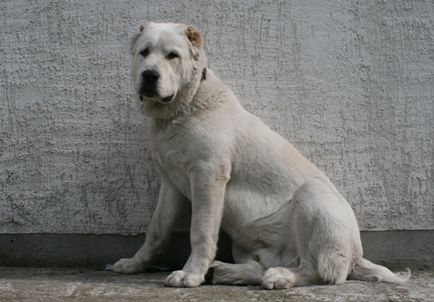 Ciobanesc din Asia Centrală (Alabai, tobet, cazac-it, chopan-it, lupul turkmen) - sursa