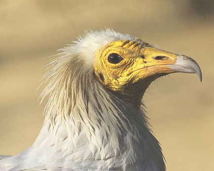 Vulture fotó