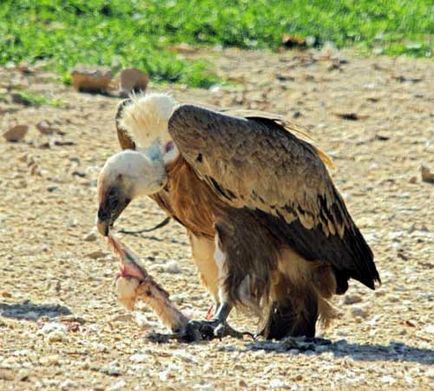 Vulture fotó