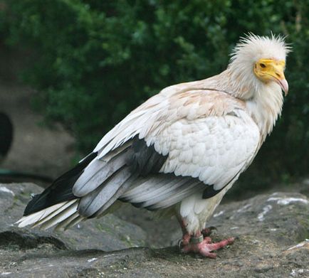 Vulture fotó