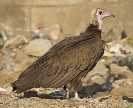 Vulturul este un măturător curajos