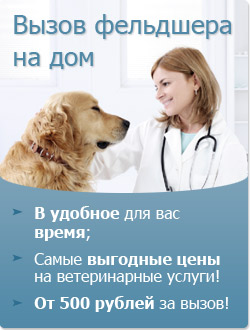Stomatologie pentru câini, stomatologie pentru pisici, îndepărtarea calculului, îndepărtarea dinților, curățarea dinților