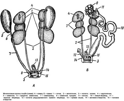 Structura și funcția rinichilor de animale, funcția renală, structura renală, aprovizionarea cu sânge renal, educație