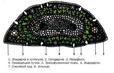 Будова хвої і шишок