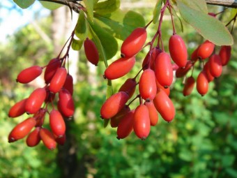 Calorii cornelian uscate, proprietati utile, contraindicatii, retete cu dogwood