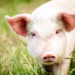 Caracteristicile porcinelor, beneficii și îngrijire - portal agricol