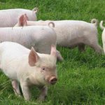 Свині ландрас характеристика, переваги та догляд - cельхозпортал
