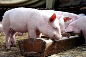 Caracteristicile porcinelor, beneficii și îngrijire - portal agricol