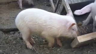 Свині породи ландрас характеристика, фото, відгуки