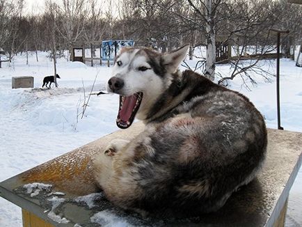 Святочні і різдвяні ворожіння на любов