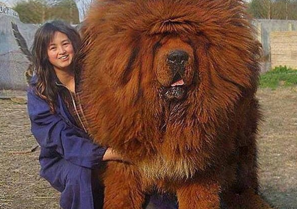 Tibetanul Mastiff