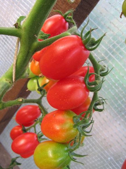 Rochie de tomate