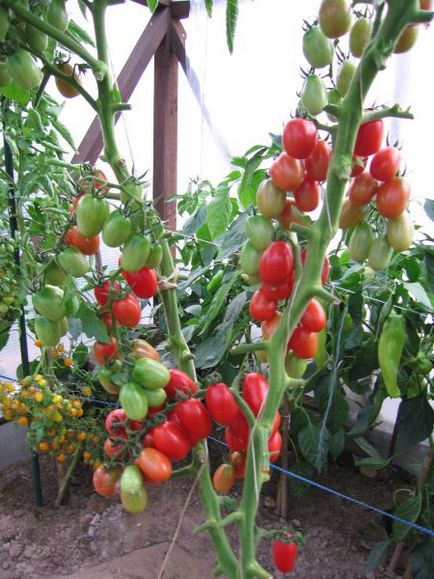 Rochie de tomate