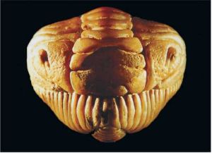 Trilobiți - locuitori ai Paleozoicului, știință și viață