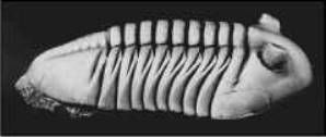 Trilobiți - locuitori ai Paleozoicului, știință și viață