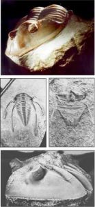 Trilobiți - locuitori ai Paleozoicului, știință și viață