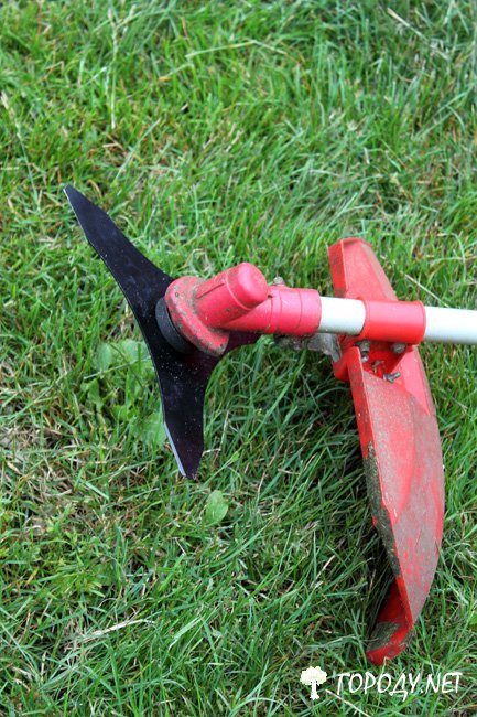 Trimmer, formázófés (fiatal) Nyírófejeket Trimmer