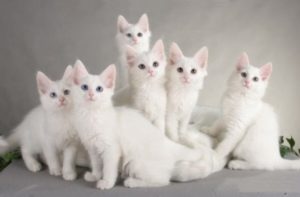 Török angóra - macska játékos és kevés karbantartást igényel (cat) Török angóra - macska játékos és kevés karbantartást igényel