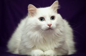 Angora turcească - o pisică este jucăușă și nu necesită multă grijă