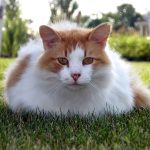 Турецька ангора кішка з фото, ціна та розплідники, характер і опис породи, котізм