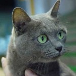 Török angóra macska fotók, az ár és a faiskolák jellege és fajtája leírás, kotizm
