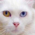 Pisica angora turceasca cu fotografii, pret si pepiniere, caracter si descriere a rasei, cotizm