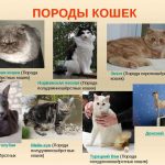 Pisica angora turceasca cu fotografii, pret si pepiniere, caracter si descriere a rasei, cotizm