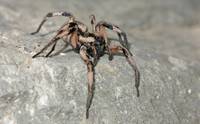 Вчені знайшли прототип павука Арагогом з «Гаррі Поттера»