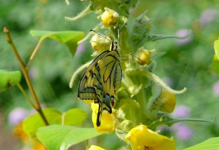 Kapros swallowtail pillangó, gyógynövények