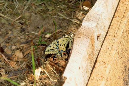 Kapros swallowtail pillangó, gyógynövények