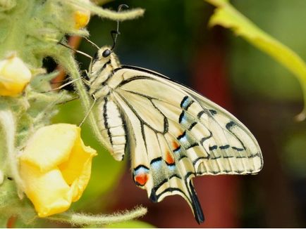 Kapros swallowtail pillangó, gyógynövények