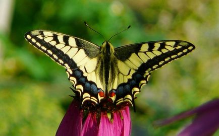 Kapros swallowtail pillangó, gyógynövények