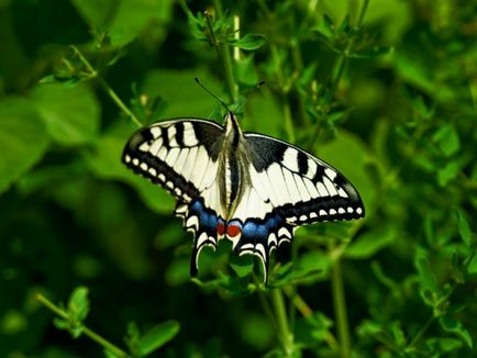 Kapros swallowtail pillangó, gyógynövények