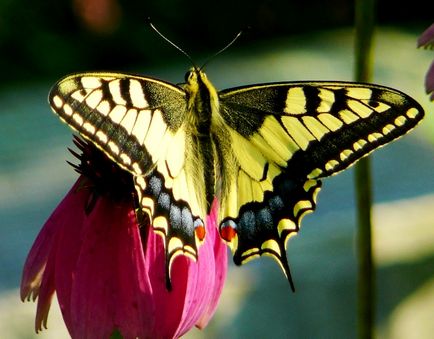 Kapros swallowtail pillangó, gyógynövények