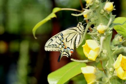 Kapros swallowtail pillangó, gyógynövények