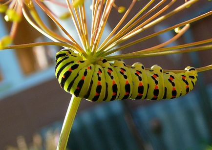 Kapros swallowtail pillangó, gyógynövények