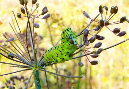 Kapros swallowtail pillangó, gyógynövények