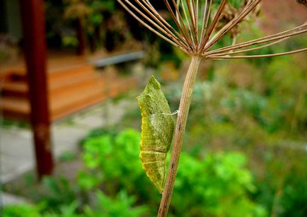 Kapros swallowtail pillangó, gyógynövények