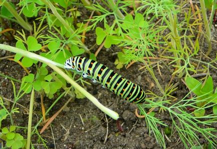 Kapros swallowtail pillangó, gyógynövények