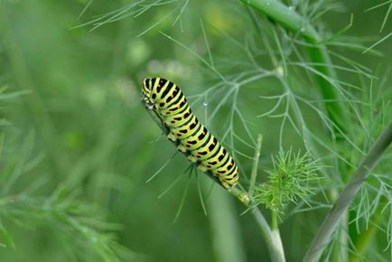 Kapros swallowtail pillangó, gyógynövények