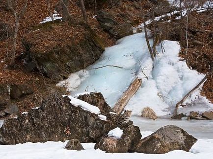 Cadrul unic al celei mai rare pisici sălbatice a planetei a fost făcut în Primorye