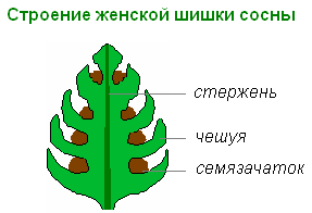 Урок 31 загальна характеристика голонасінних