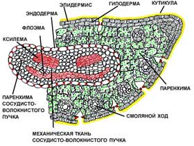 Урок 31 загальна характеристика голонасінних