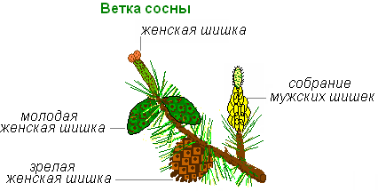 Урок 31 загальна характеристика голонасінних