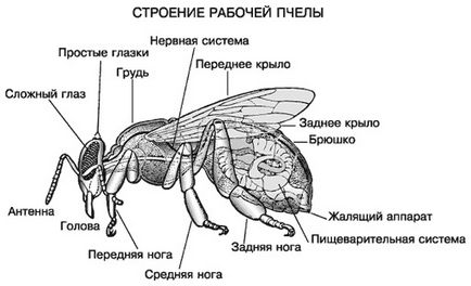 Урок - кейс «смугастий помічник - бджола» - портал для сучасних жінок